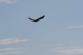 Flying rook on blue sky background. Royalty Free Stock Photo