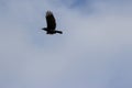 Flying rook on a gray sky background. Royalty Free Stock Photo