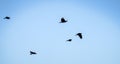 Flying rooks and jackdaws Royalty Free Stock Photo