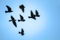 Flying rooks and jackdaws Royalty Free Stock Photo