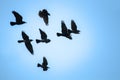 Flying rooks and jackdaws