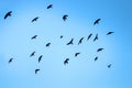 Flying rooks and jackdaws Royalty Free Stock Photo