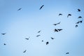 Flying rooks and jackdaws Royalty Free Stock Photo