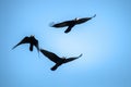 Flying rooks and jackdaws