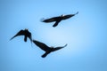 Flying rooks and jackdaws Royalty Free Stock Photo
