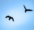 Flying rooks and jackdaws