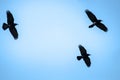 Flying rooks and jackdaws Royalty Free Stock Photo