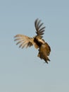 Flying Rooster Pheasant Royalty Free Stock Photo