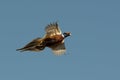 Flying Rooster Pheasant