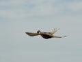 Flying Rooster Pheasant Royalty Free Stock Photo