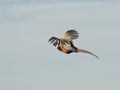 Flying Rooster Pheasant