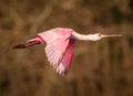 A flying roseate spoonbill, bright pink due to breeding colors..CR2 Royalty Free Stock Photo