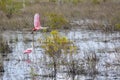 Flying Roseate Spoonbill