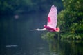 Flying roseate spoonbill with wings high Royalty Free Stock Photo