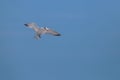 Flying Royal tern, Thalasseus maximus, Kourou, French Guiana, France Royalty Free Stock Photo