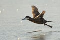 Flying Ruddy Duck Royalty Free Stock Photo