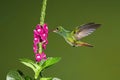 Flying Rufous-tailed Hummingbird with clear green background in Costa Rica. Hummingbird drinks nectar from a flower. Birds in the Royalty Free Stock Photo