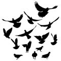 Flying and running birds pigeons, silhouette. Vector illustration Royalty Free Stock Photo