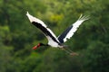 A flying saddle billed stork in Uganda Royalty Free Stock Photo