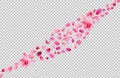 flying sakura petals. Flower decoration on transparent background.