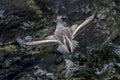 Flying Sanderling shorebird Royalty Free Stock Photo