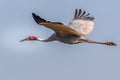 A flying Saras Crane Royalty Free Stock Photo