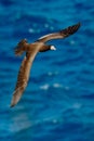 Flying sea bird, Brown Booby, Sula leucogaster, with nesting material in the bill, with dark blue sea water in background, Little