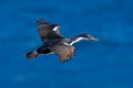 Flying sea bird. Imperial Shag, Phalacrocorax atriceps, cormorant in flight. Dark blue sea and sky with fly bird, Falkland Islands Royalty Free Stock Photo