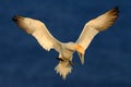 Flying sea bird, Northern gannet, Sula bassana, landing tu sea, with dark blue sea water in the background, Helgoland island, Germ Royalty Free Stock Photo