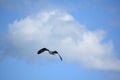 Flying Sea Eagle Over Casco Bay in Maine