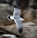 Flying sea-gull Royalty Free Stock Photo