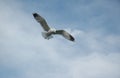 Flying Sea Gull