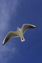 Flying sea gull