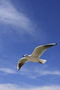 Flying sea gull