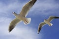 Flying sea gull