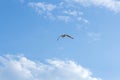 Flying sea gull against a sky Royalty Free Stock Photo