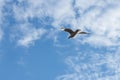 flying sea gull against a sky Royalty Free Stock Photo