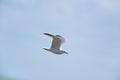 Flying sea gull Royalty Free Stock Photo