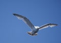 Flying sea gull Royalty Free Stock Photo