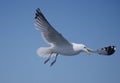 Flying sea gull Royalty Free Stock Photo