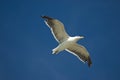 Flying sea gull in blue sky Royalty Free Stock Photo