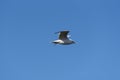 Flying sea gull in blue sky Royalty Free Stock Photo