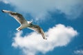 A flying sea gull in the blue sky with white clouds Royalty Free Stock Photo