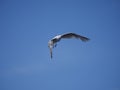 Flying sea gull Royalty Free Stock Photo