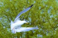 Flying sea gull Royalty Free Stock Photo