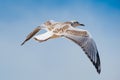 Flying Sea Gull Kid Royalty Free Stock Photo