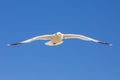 Flying Sea Gull Royalty Free Stock Photo