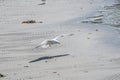 Flying sea gull over a sunny beach Royalty Free Stock Photo