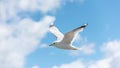 Flying sea gull over a sunny beach Royalty Free Stock Photo
