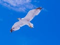 Flying Sea Gull Portrait